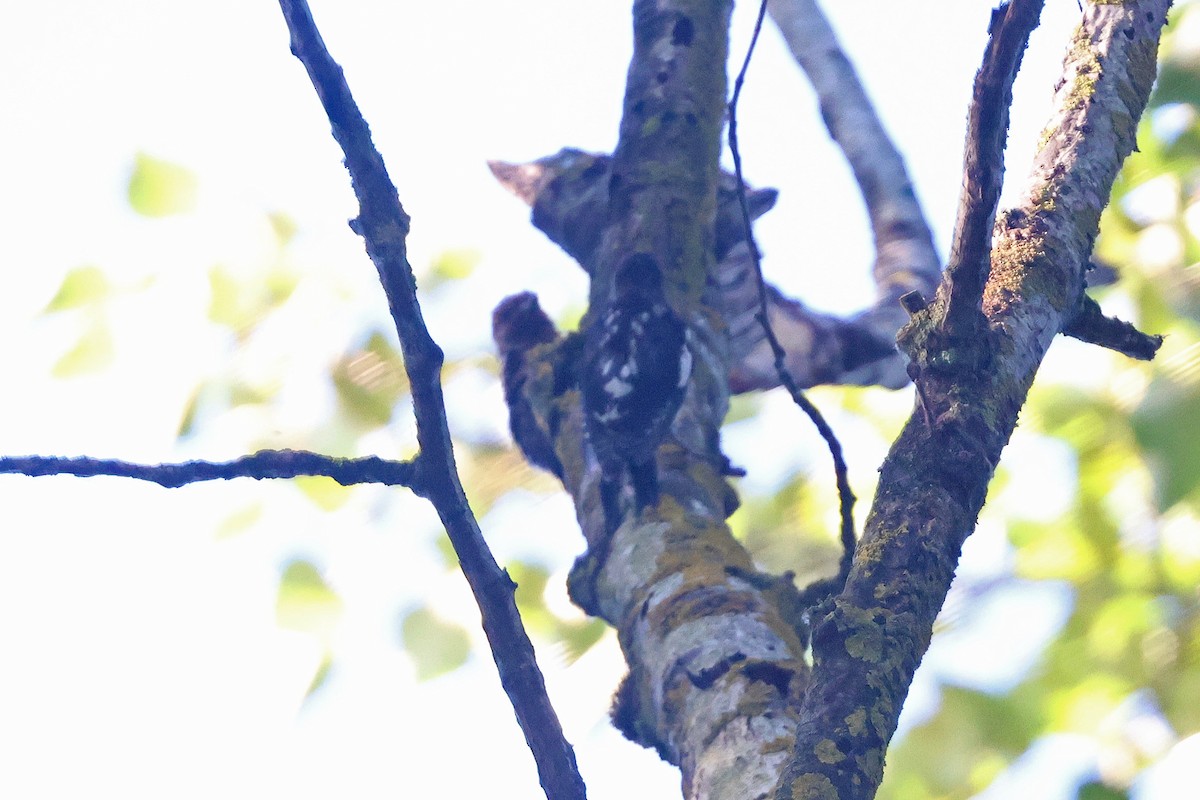 Red-breasted Sapsucker (ruber) - ML640840965