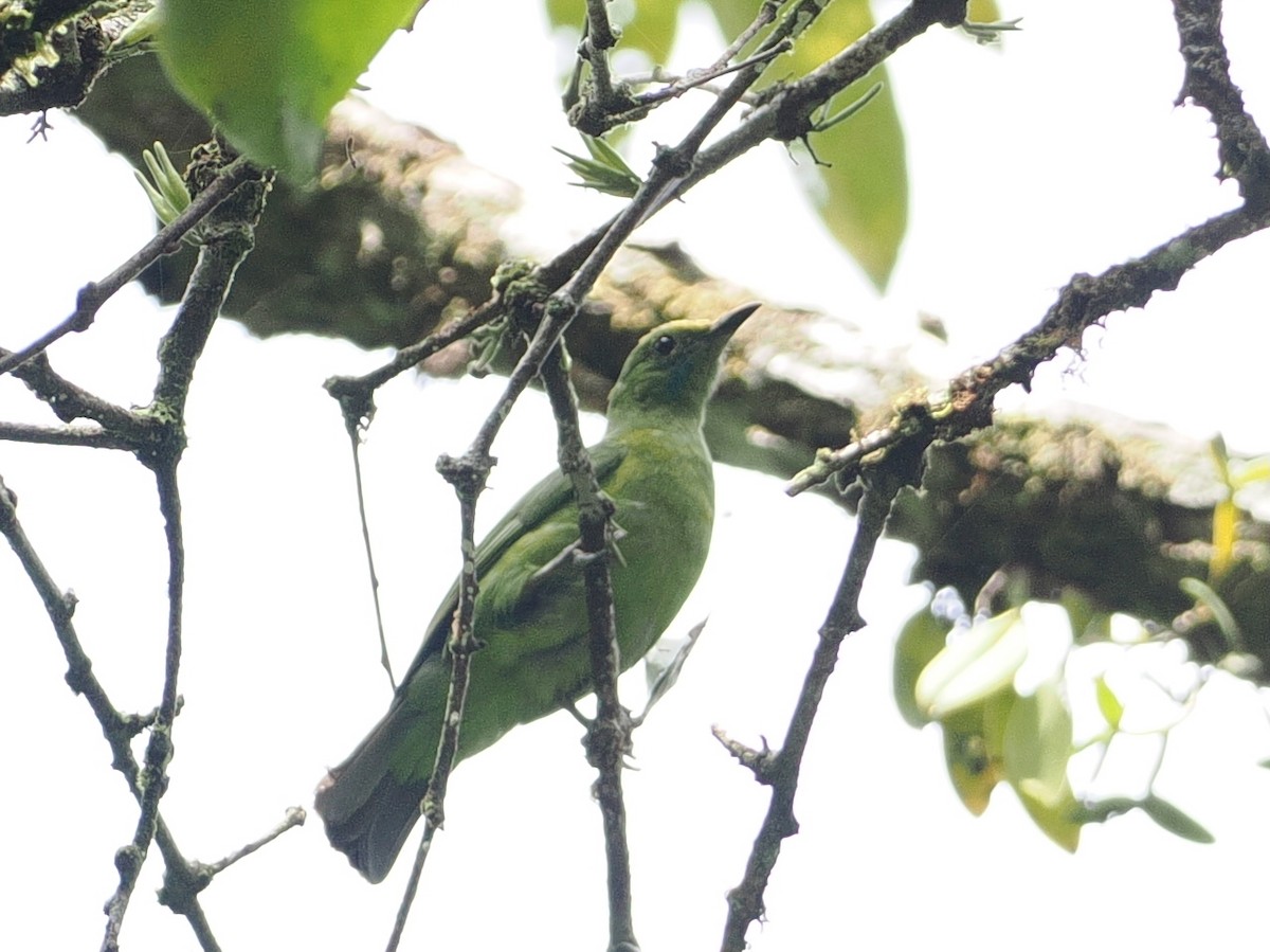Sumatran Leafbird - ML640840973