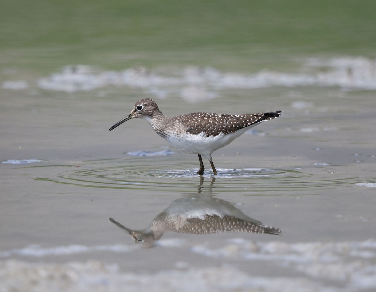 Solitary Sandpiper (solitaria) - ML640841006