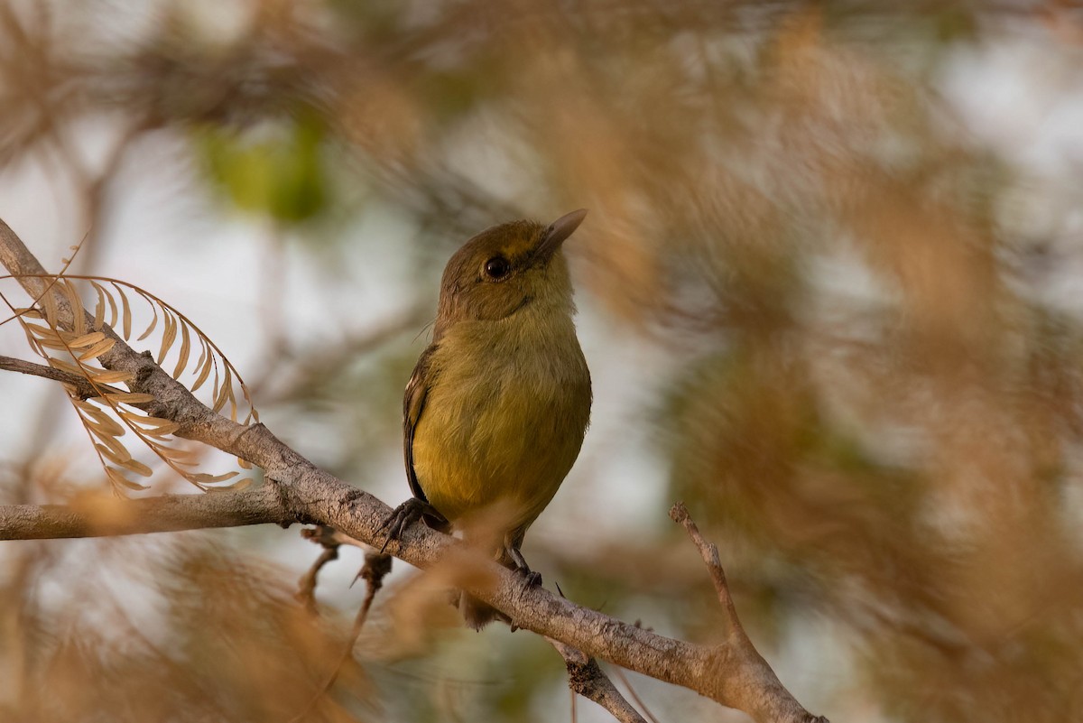 Mangrove Vireo - ML640841075