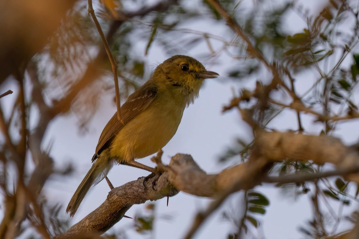 Mangrove Vireo - ML640841097