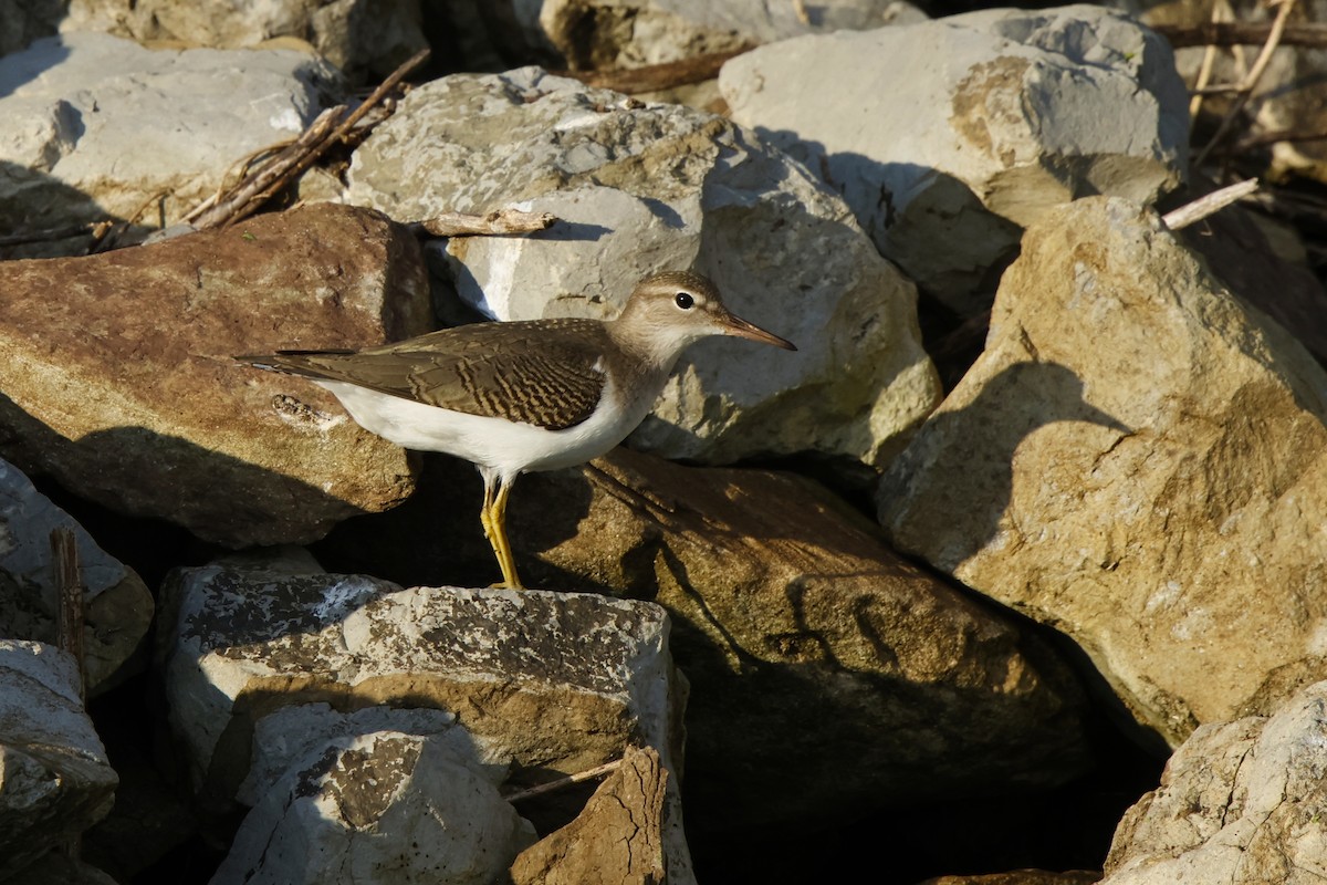 Spotted Sandpiper - ML640841105