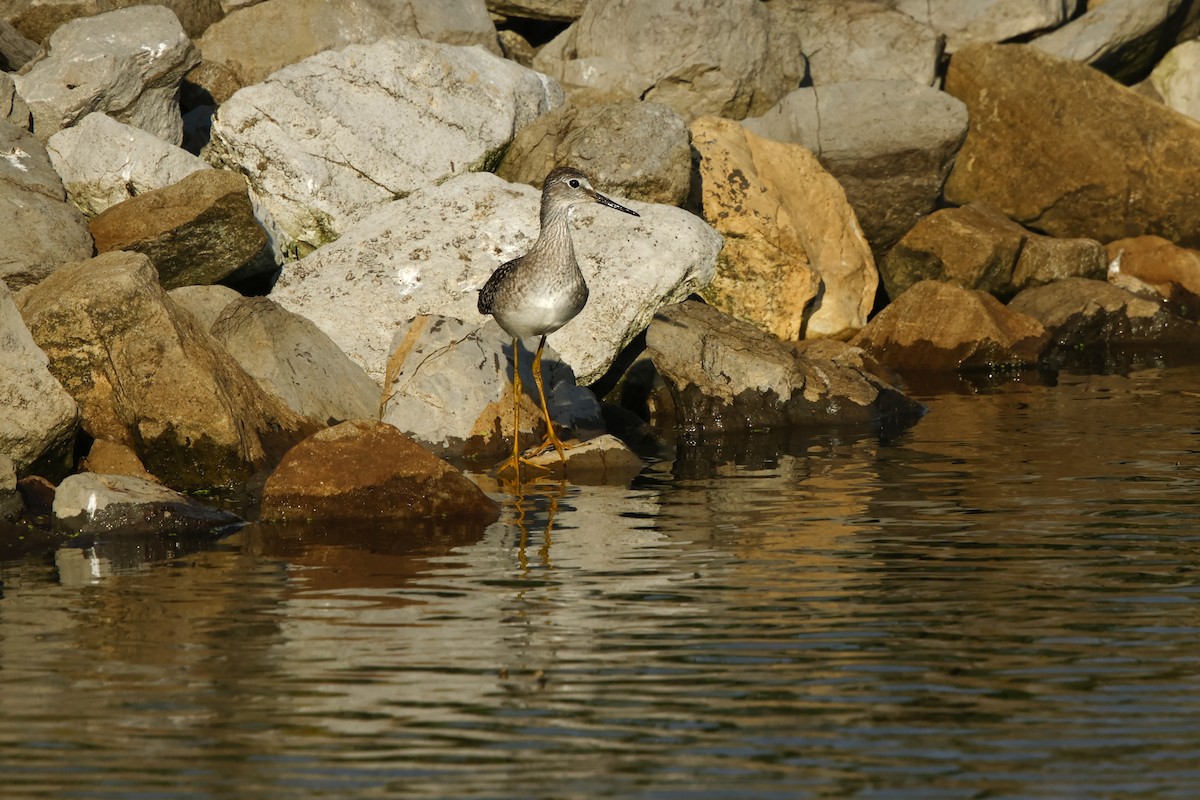 Lesser Yellowlegs - ML640841127