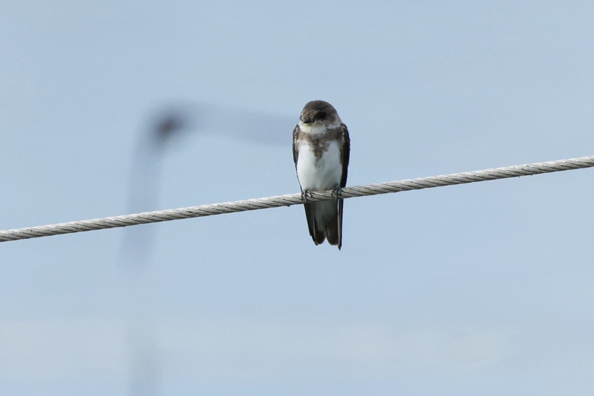 Bank Swallow - ML640841131