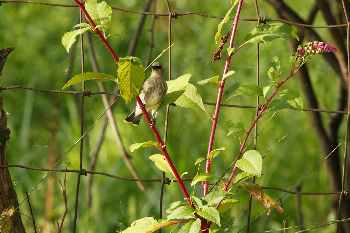 Cedar Waxwing - ML640841157