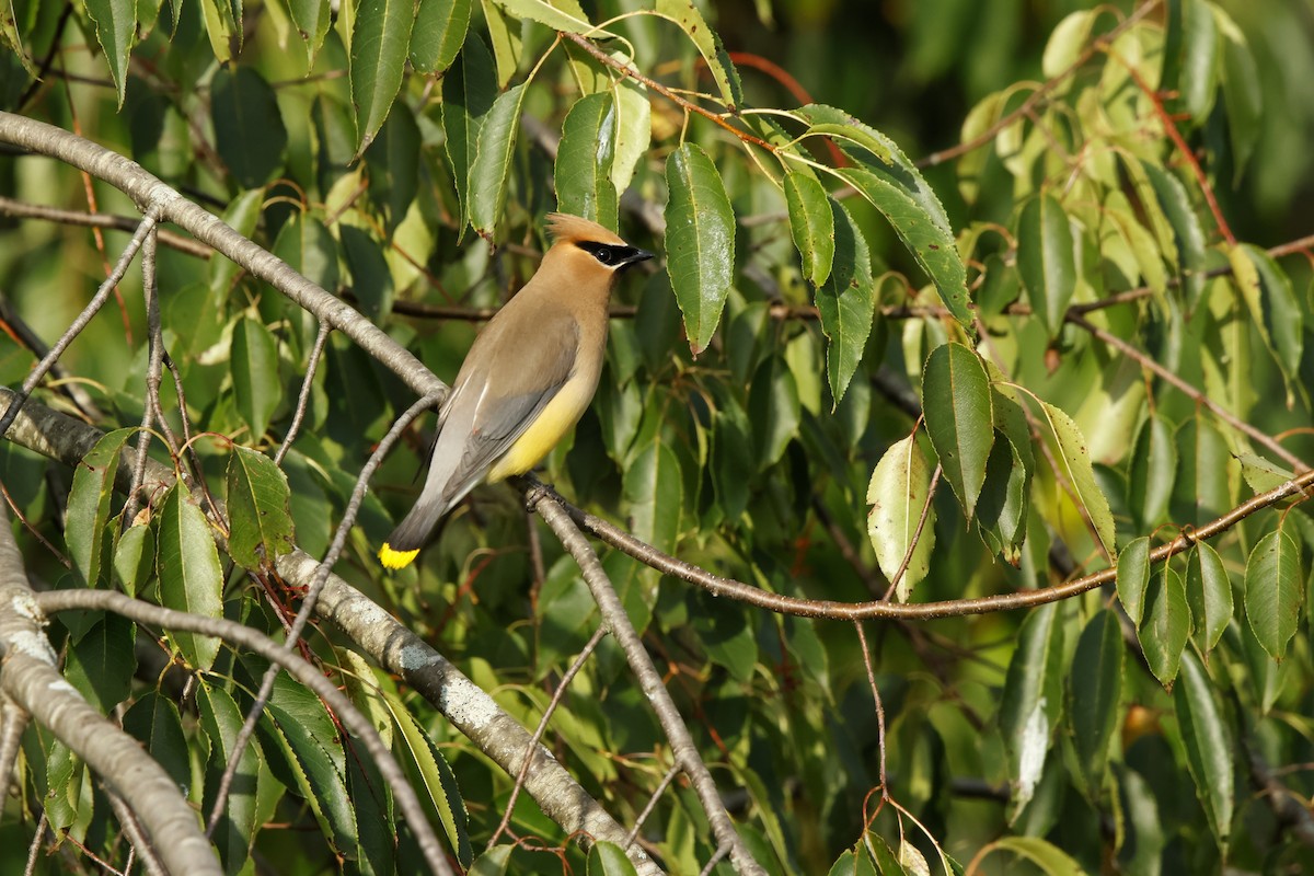 Cedar Waxwing - ML640841158