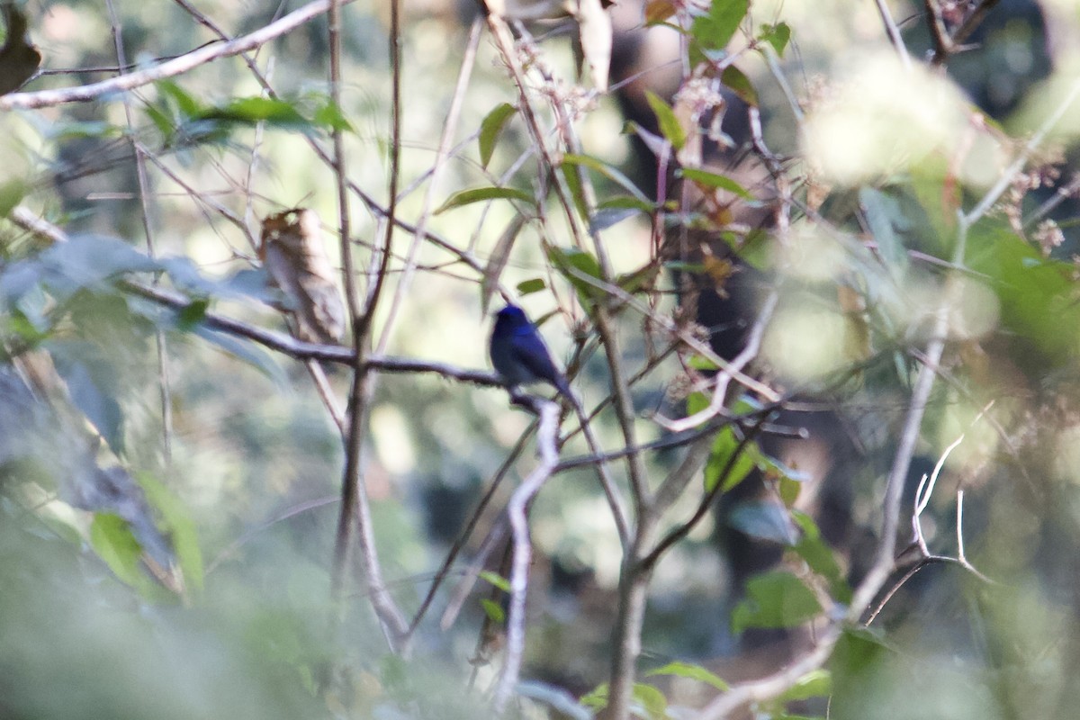 Small Niltava - ML640841161