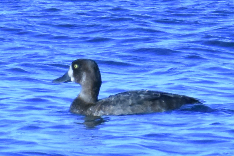 Greater/Lesser Scaup - ML640841188