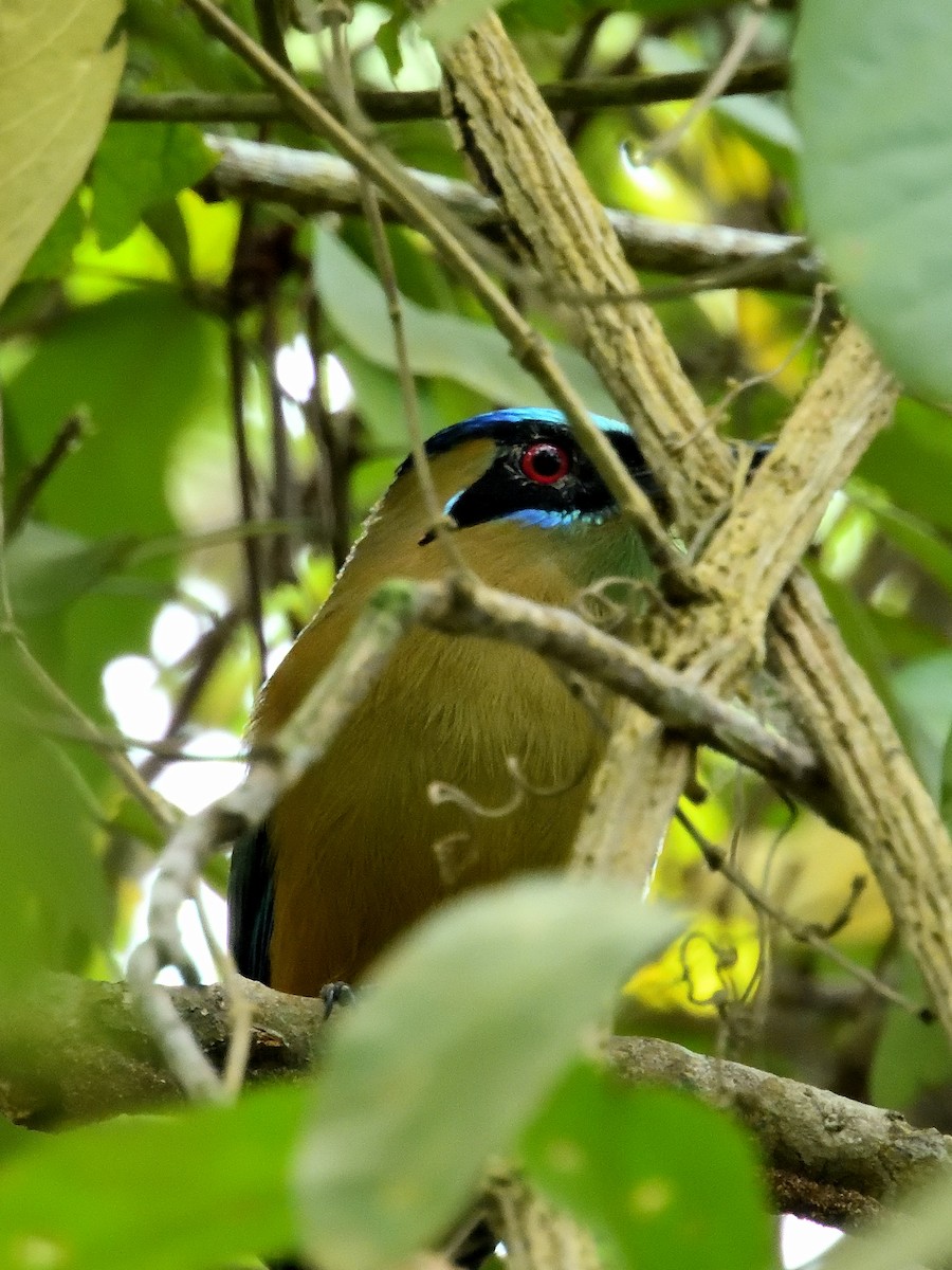Whooping Motmot - ML640841190