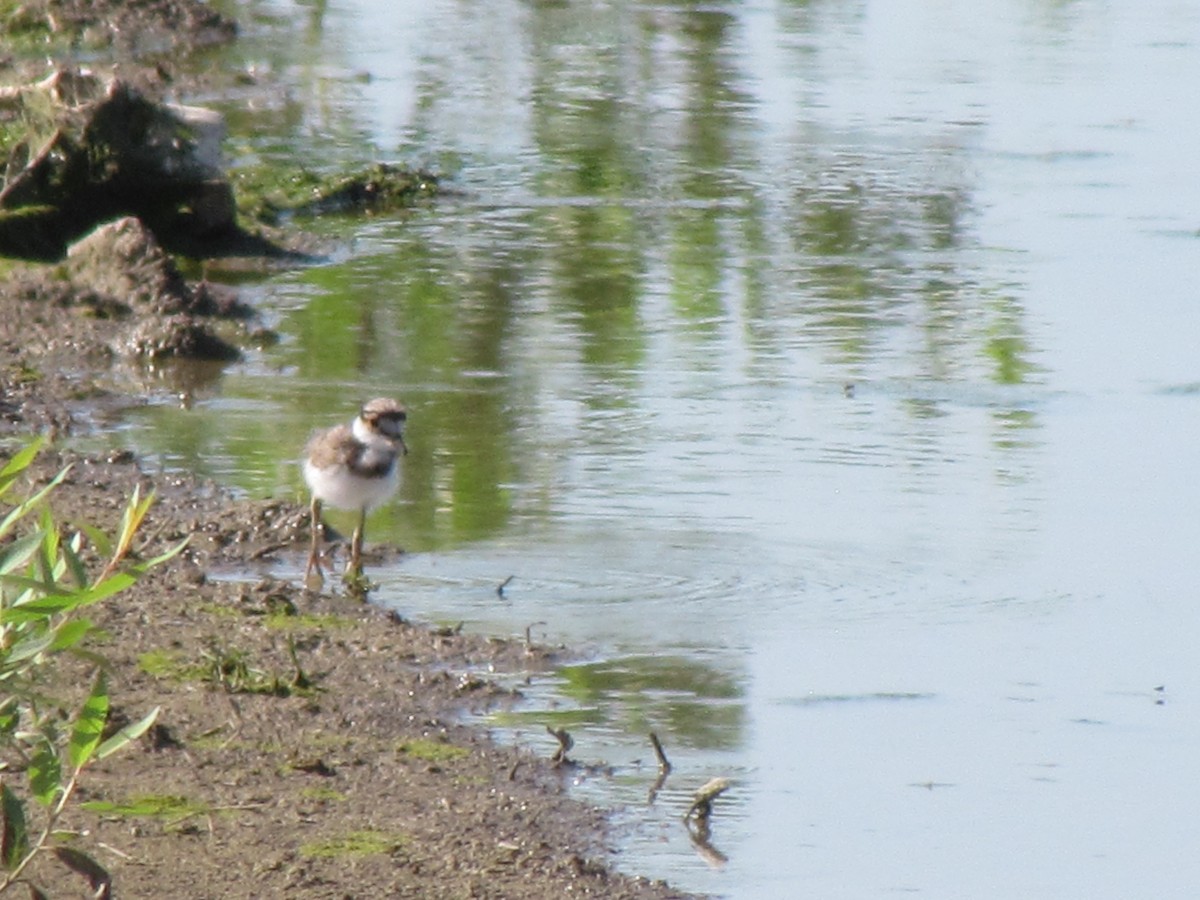 Killdeer - ML64084131
