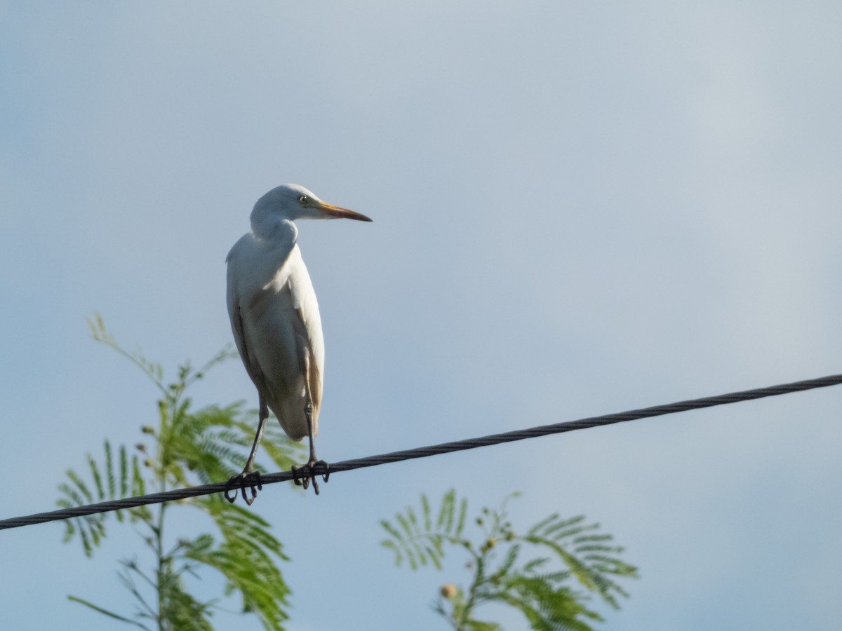 ニシアマサギ - ML640841310