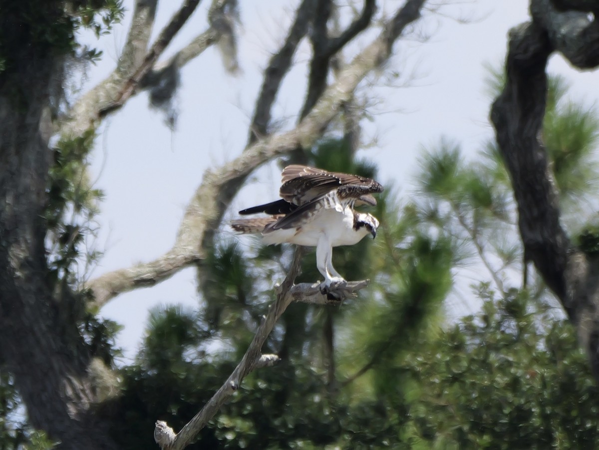 ミサゴ（carolinensis） - ML640841321