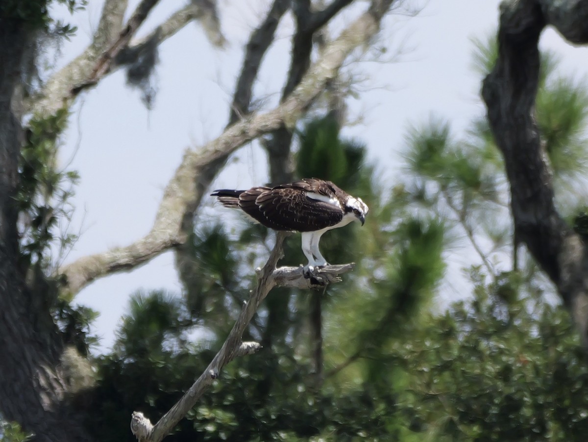 ミサゴ（carolinensis） - ML640841322
