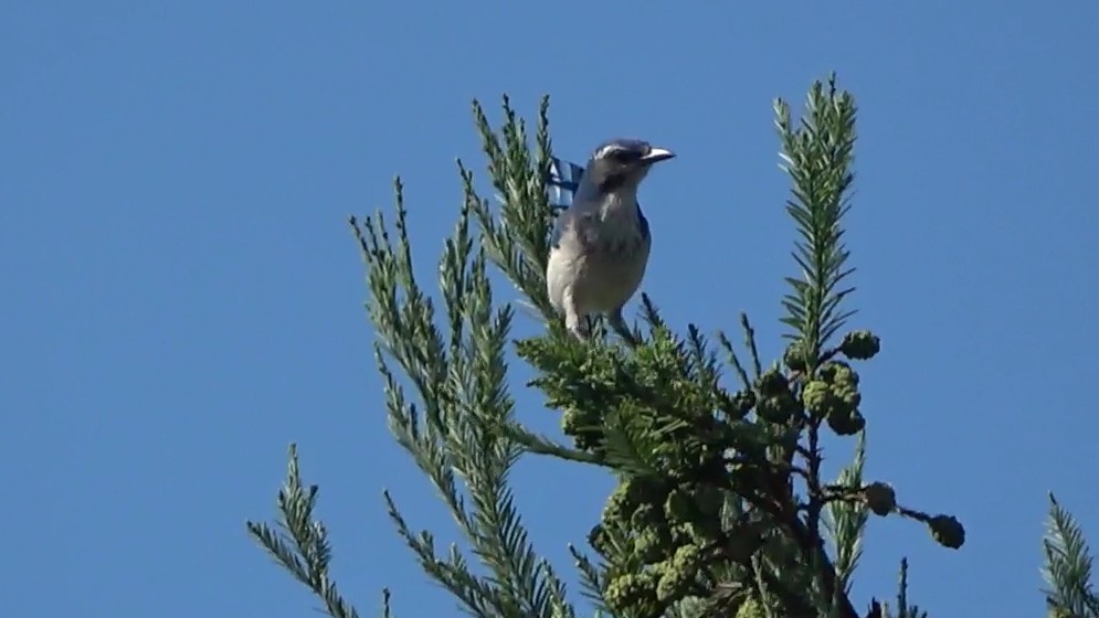 カリフォルニアカケス - ML640841328