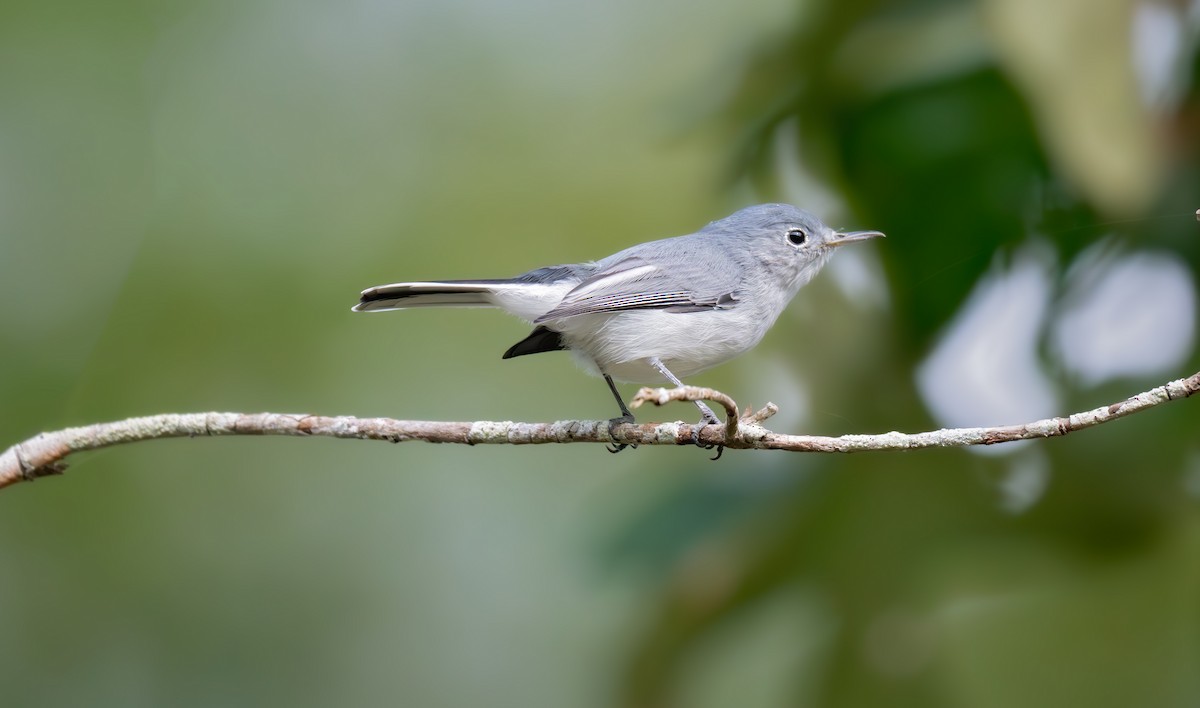 Gökrengi Bitkuşu (caerulea) - ML640841367