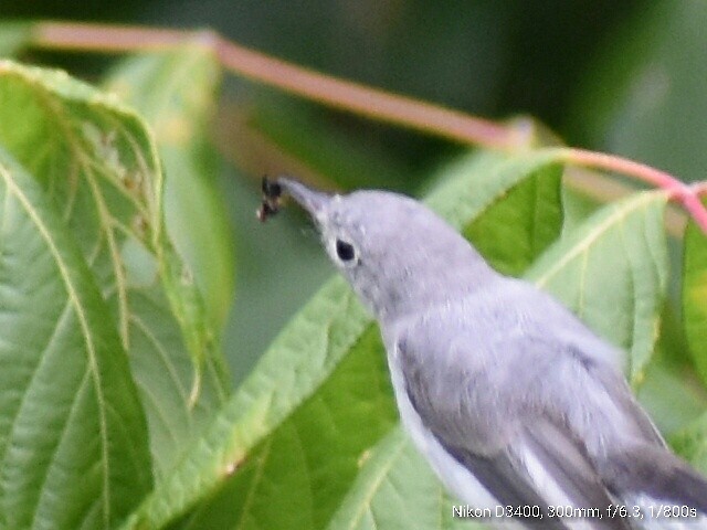 Blue-gray Gnatcatcher - ML64084141