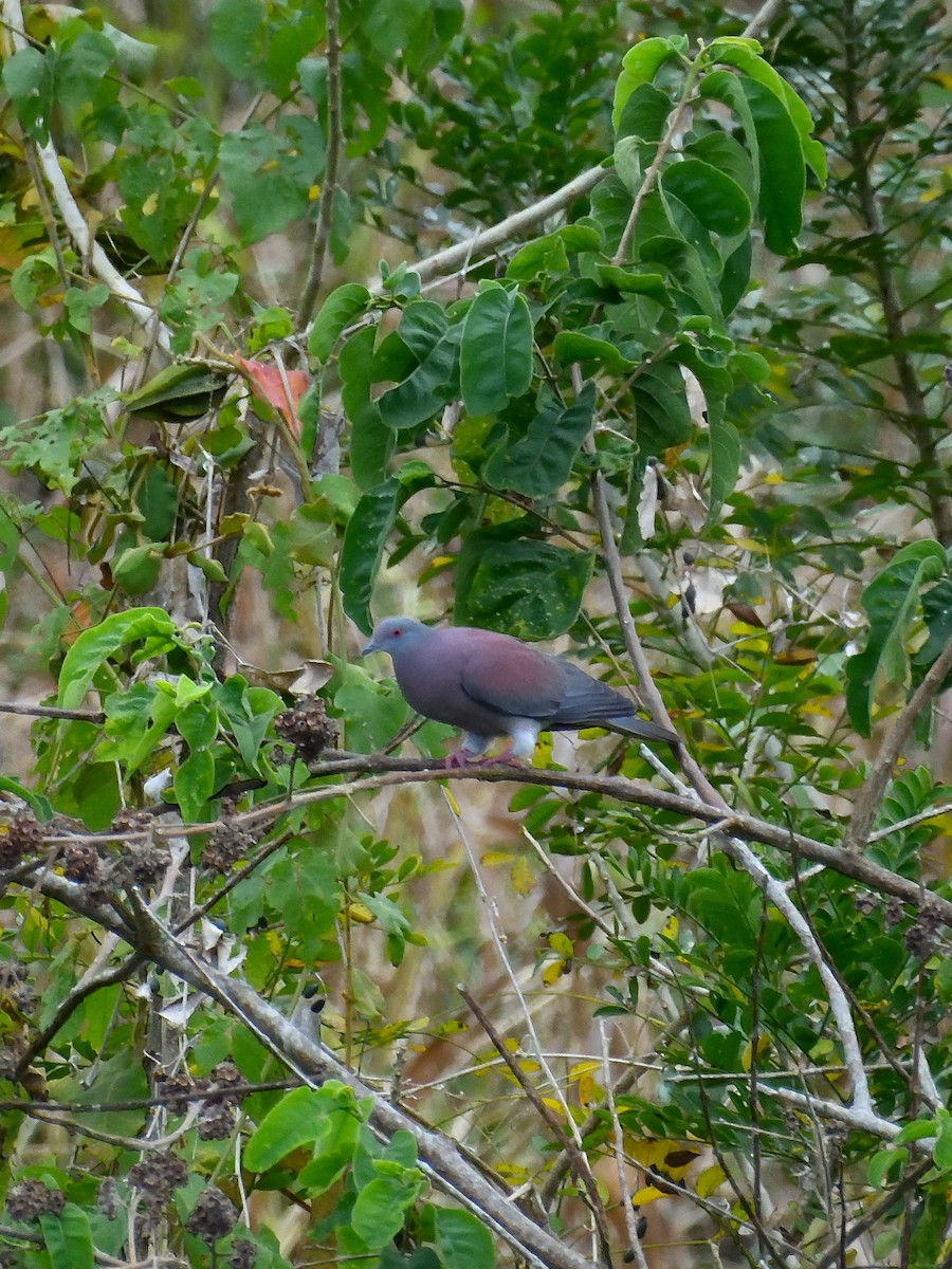 Pale-vented Pigeon - ML640841438