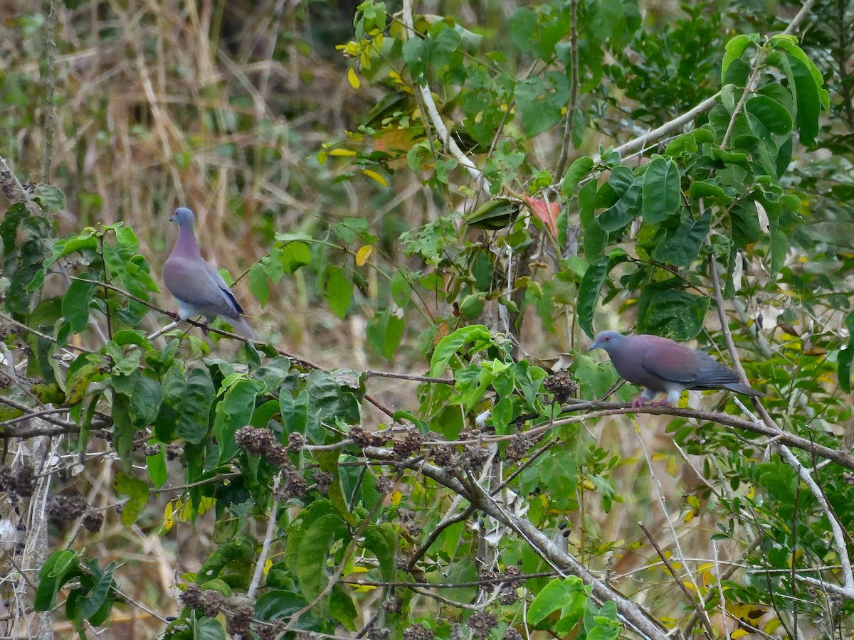 Pale-vented Pigeon - ML640841439