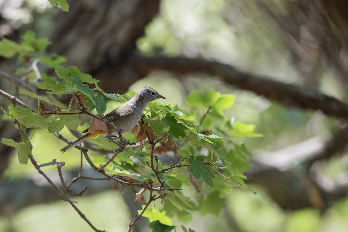 Colima Warbler - ML640841484