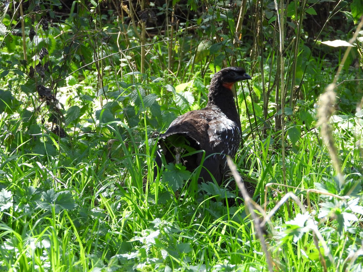 Pénélope des yungas - ML640841497