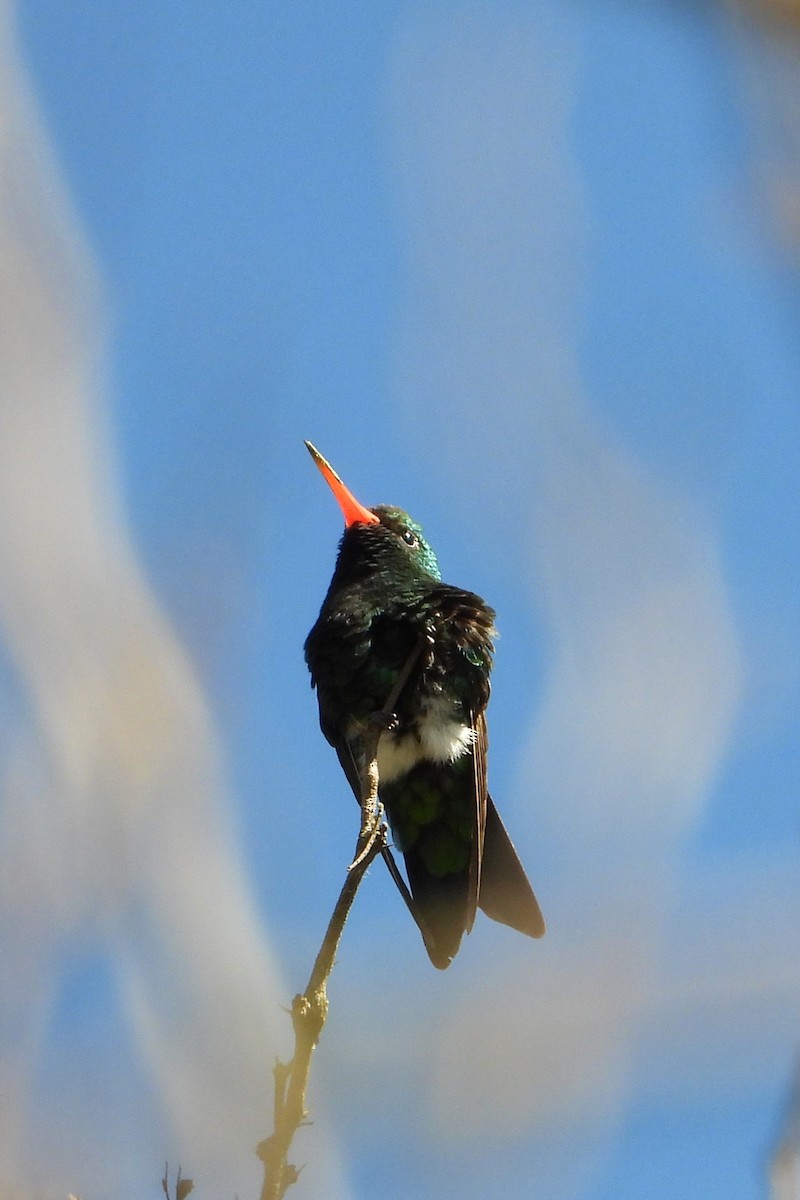 Glittering-bellied Emerald - ML640841505