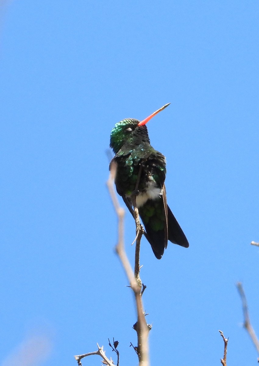 Glittering-bellied Emerald - ML640841506