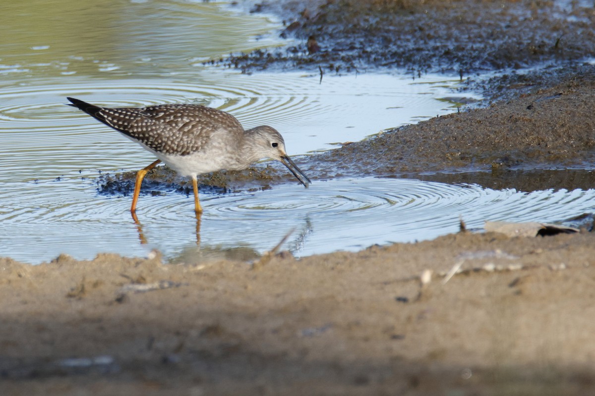 Lesser Yellowlegs - ML640841618