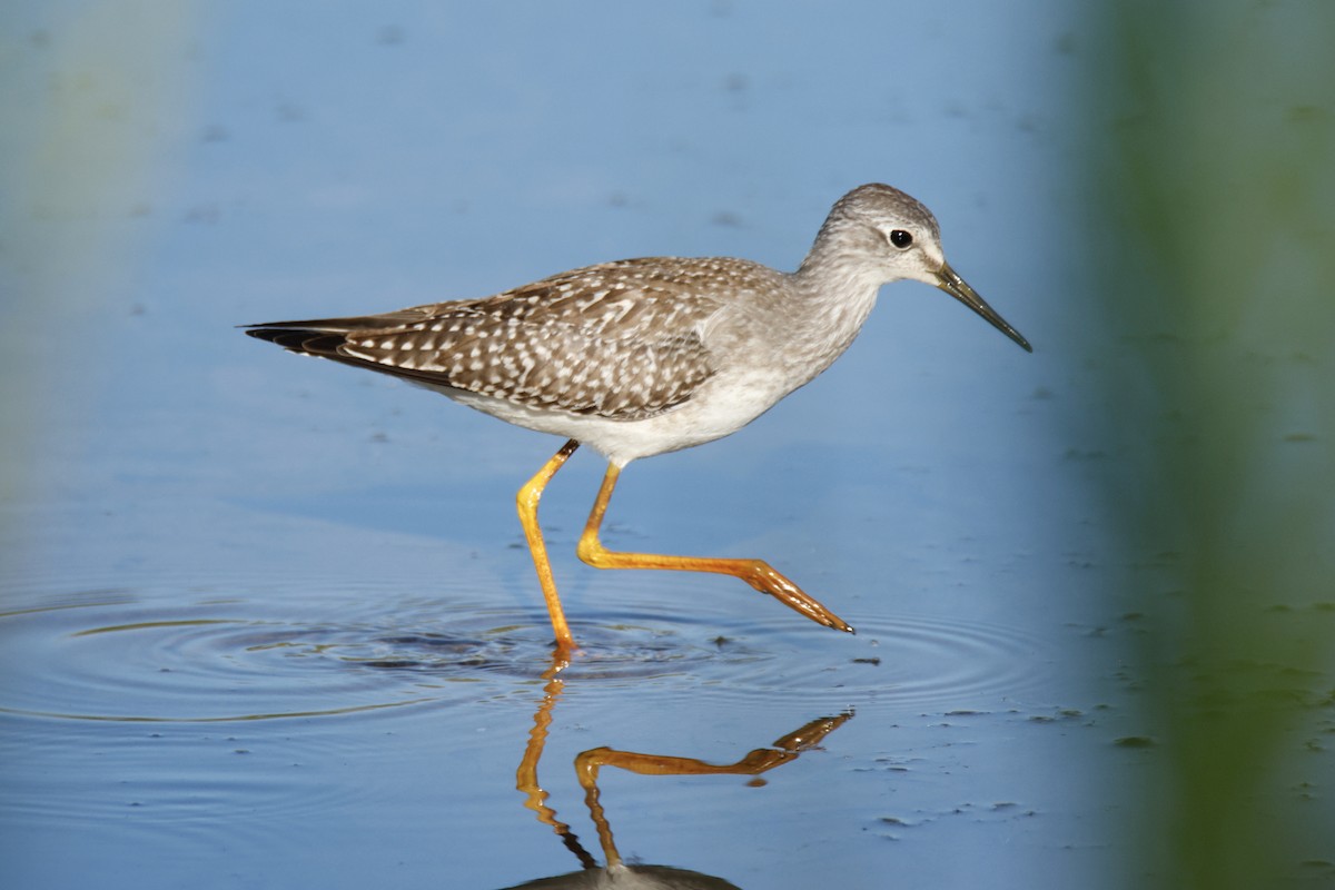 Lesser Yellowlegs - ML640841619