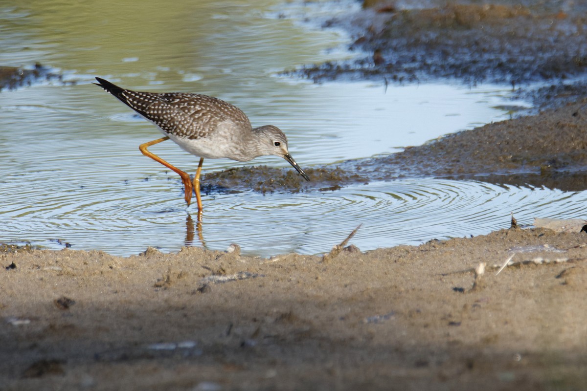 Lesser Yellowlegs - ML640841620