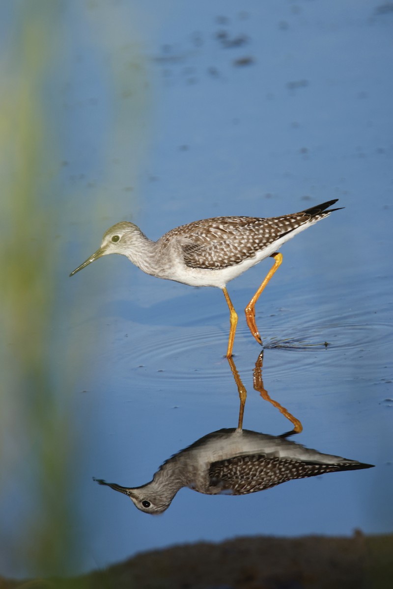 Lesser Yellowlegs - ML640841622
