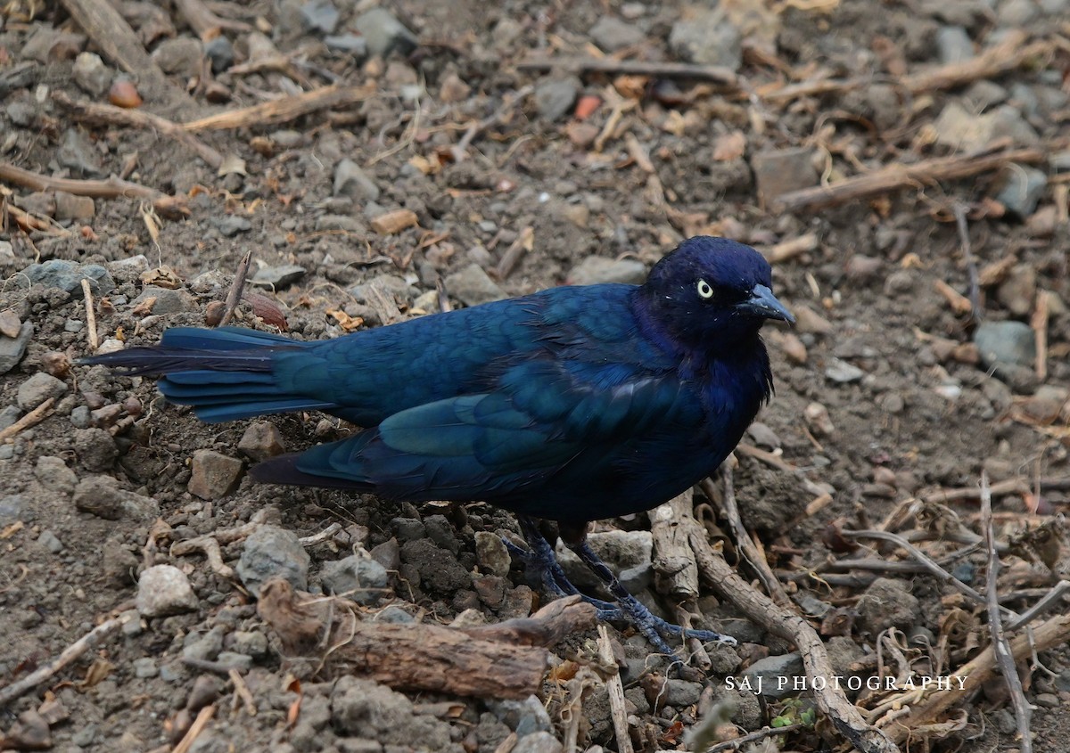 Brewer's Blackbird - ML640841644