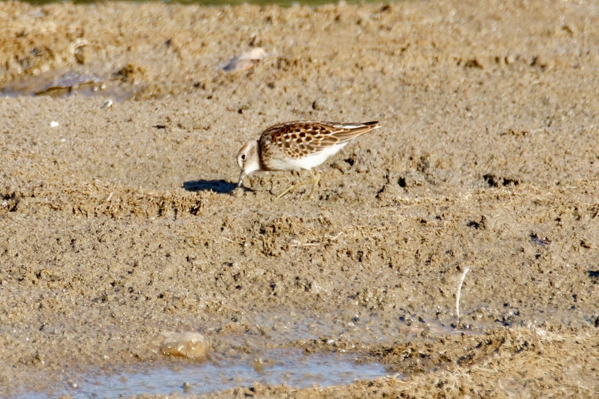 Least Sandpiper - ML640841649