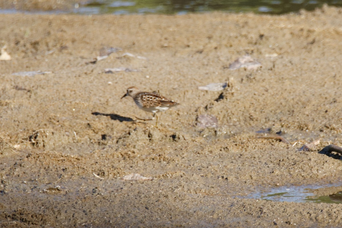 Least Sandpiper - ML640841650