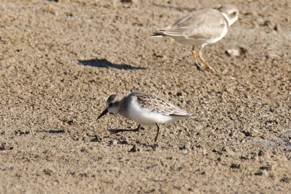 Semipalmated Sandpiper - ML640841667