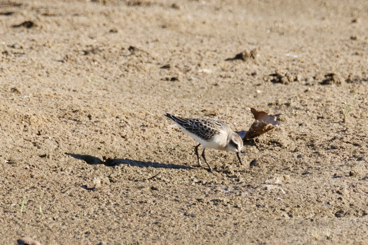 Semipalmated Sandpiper - ML640841668