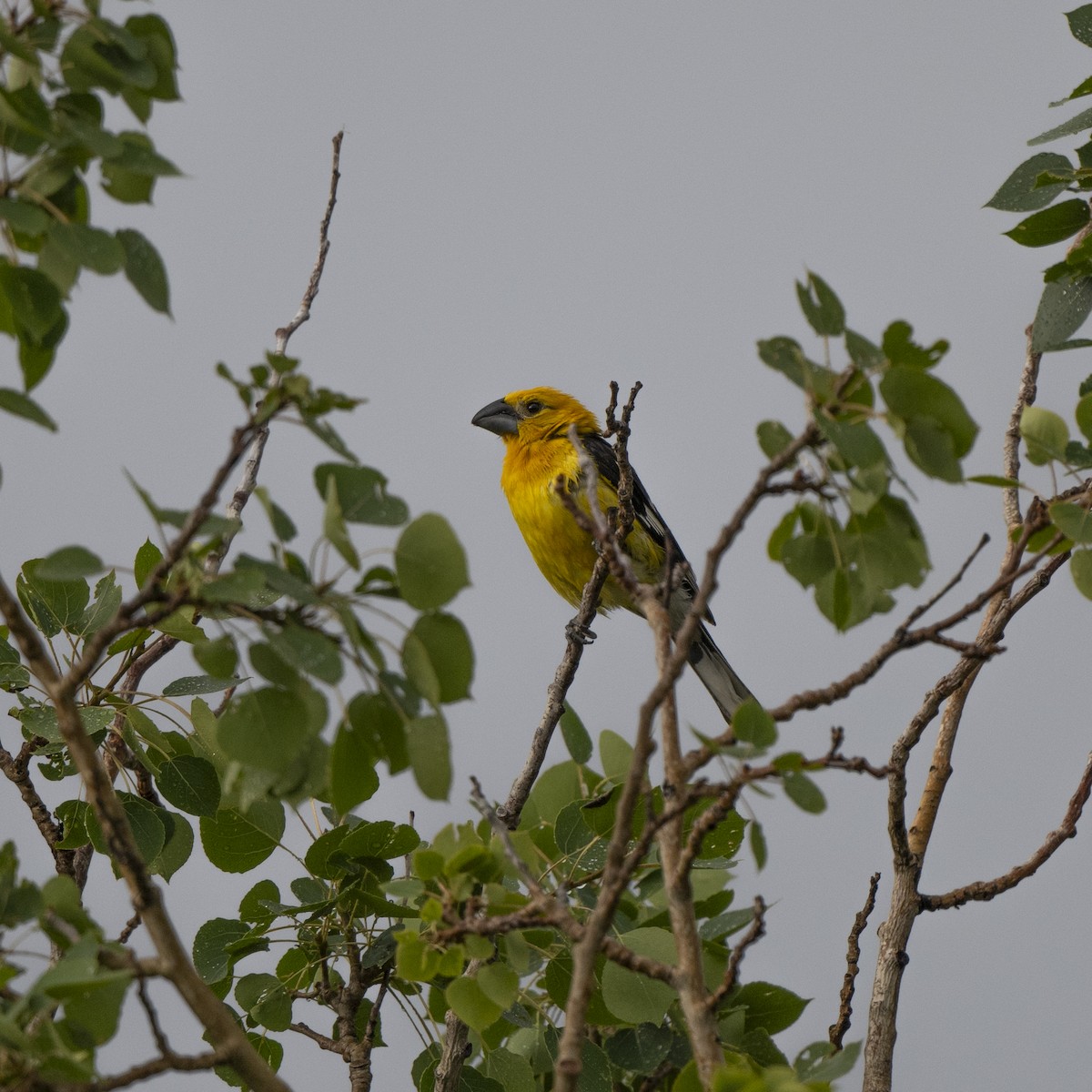 Yellow Grosbeak - ML640841697