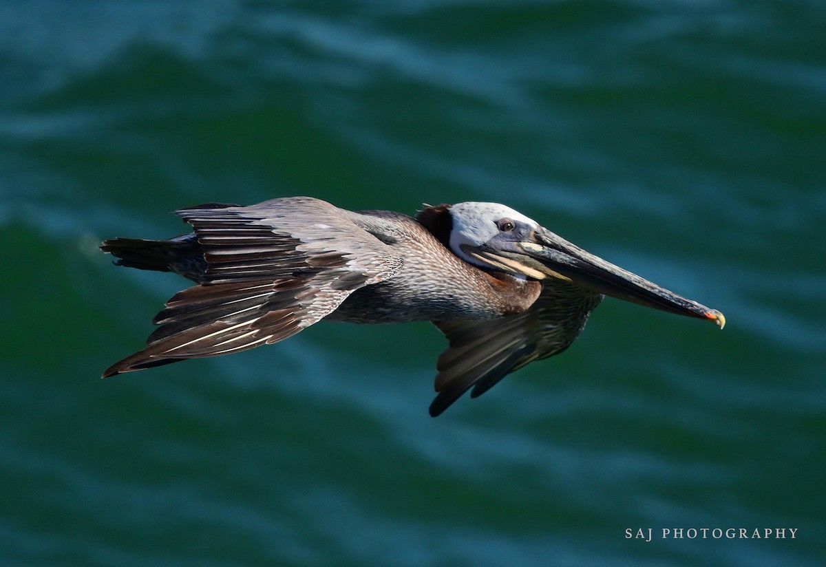 Brown Pelican - ML640841704
