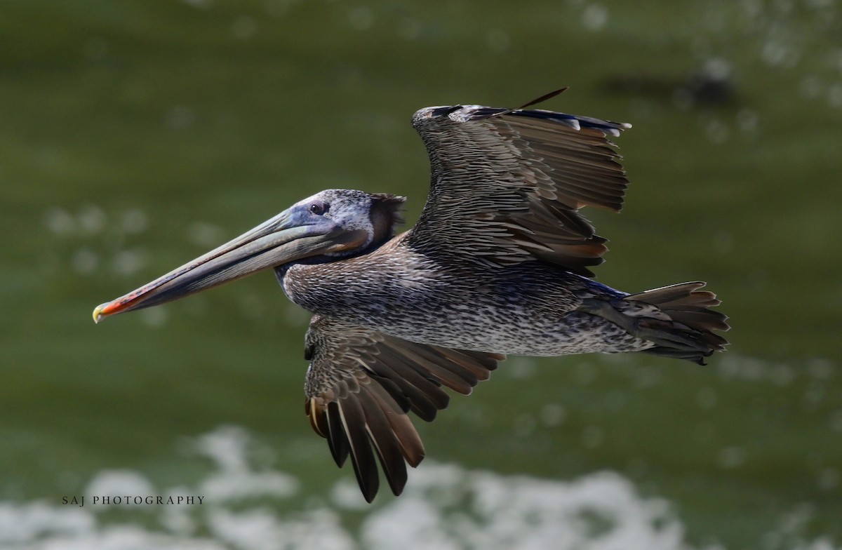 Brown Pelican - ML640841705