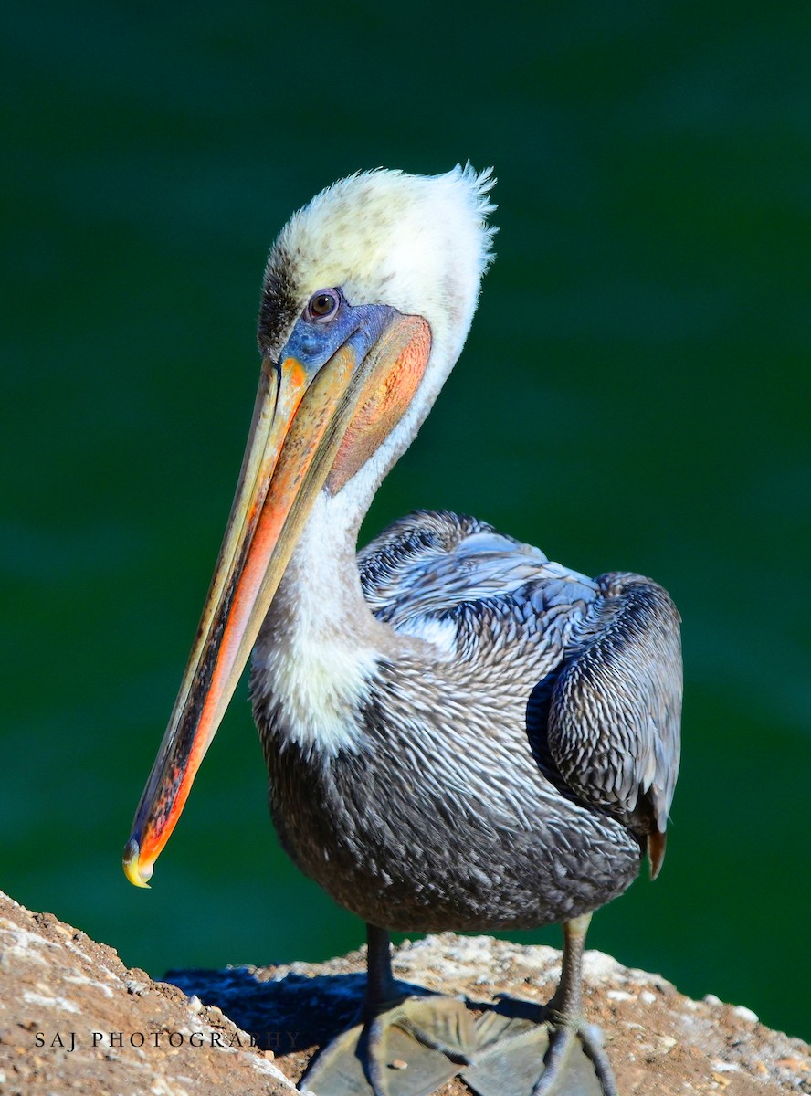 Brown Pelican - ML640841706