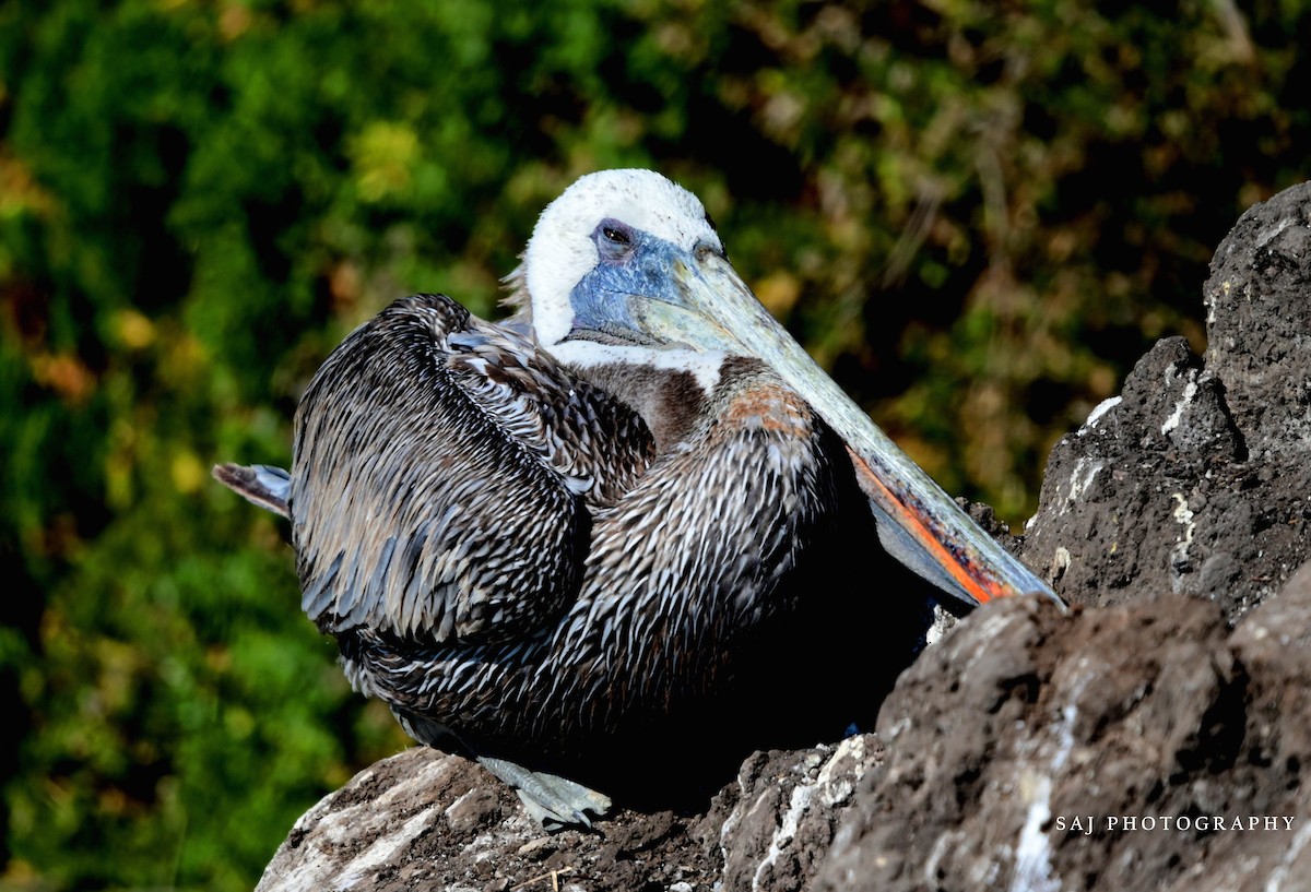 Brown Pelican - ML640841707