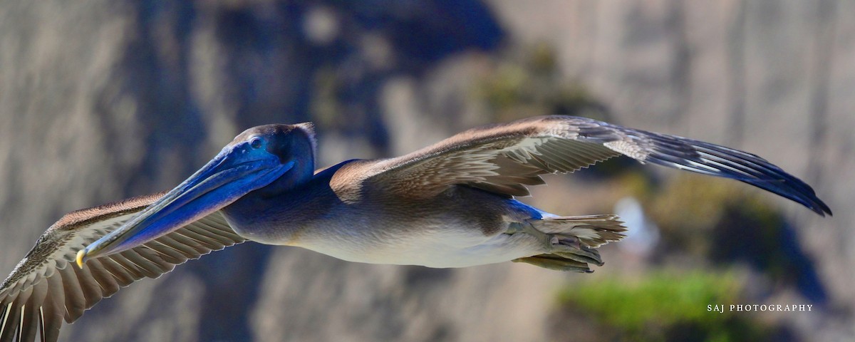 Brown Pelican - ML640841708