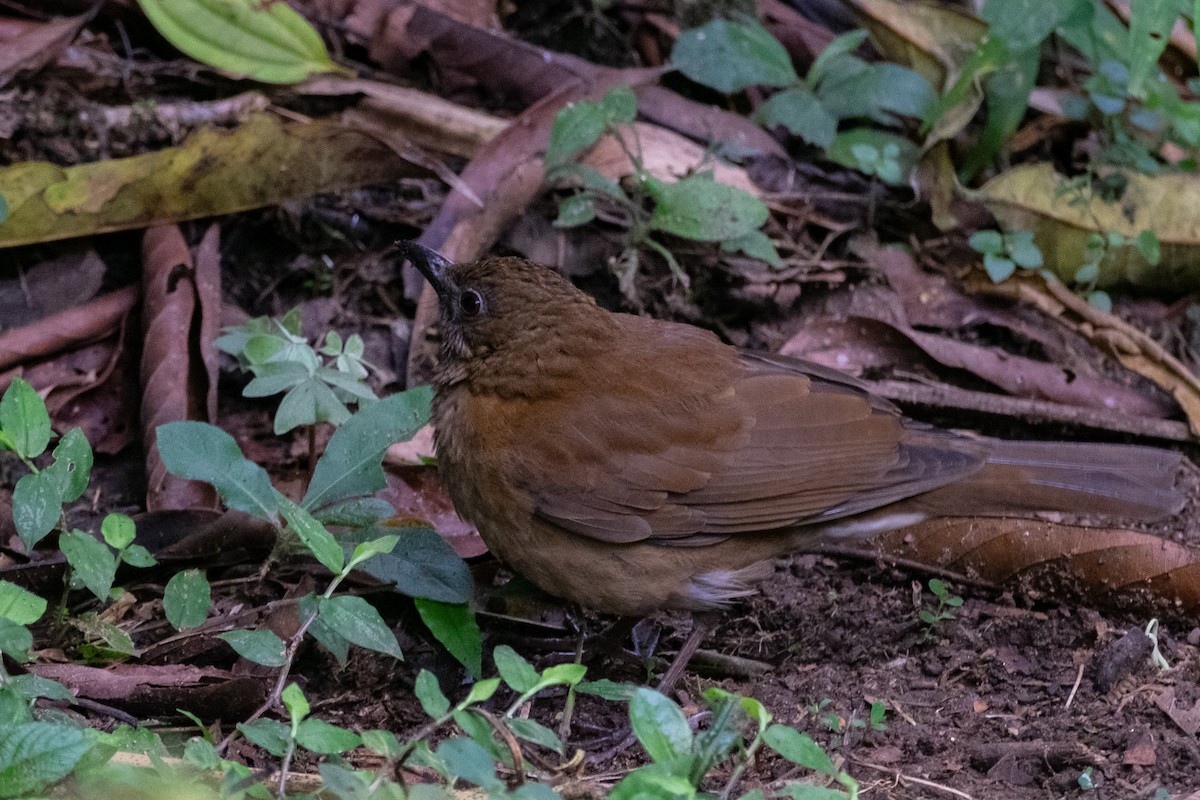 Hauxwell's Thrush - ML640841719