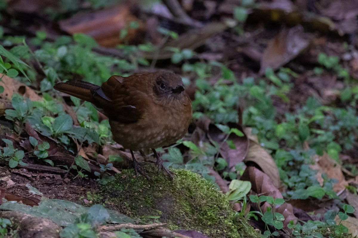 Hauxwell's Thrush - ML640841720