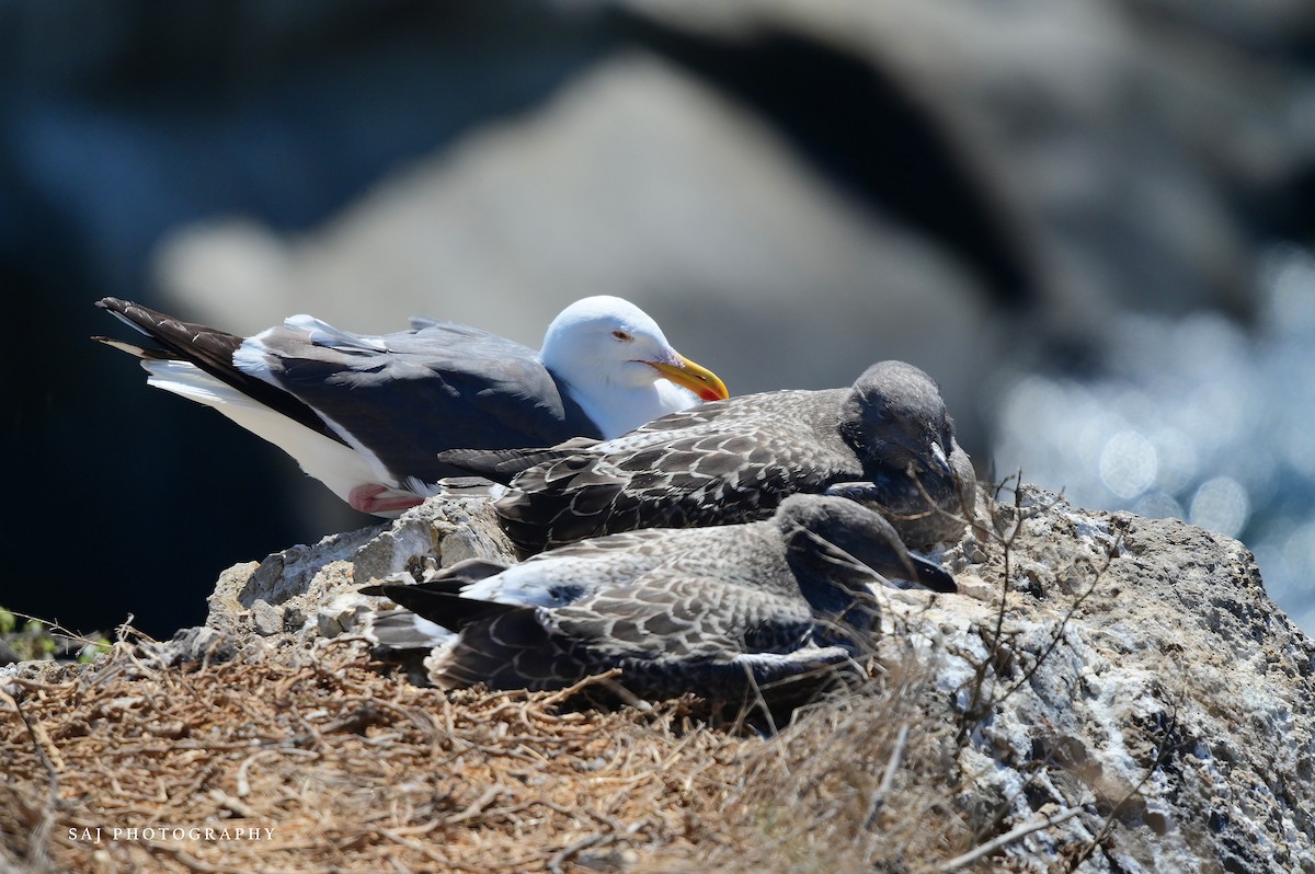 Western Gull - ML640841730