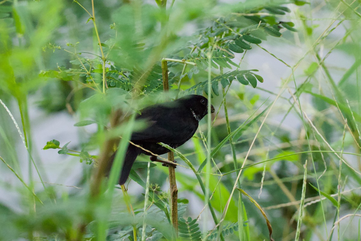 Variable Seedeater - ML640841753