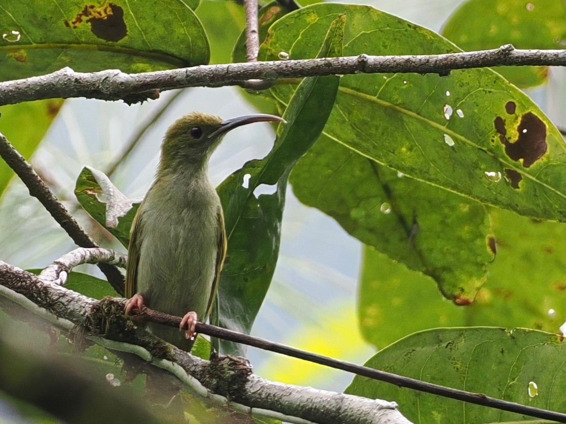 Gray-breasted Spiderhunter - ML640841755