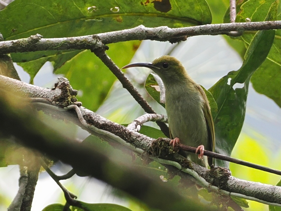 Gray-breasted Spiderhunter - ML640841756