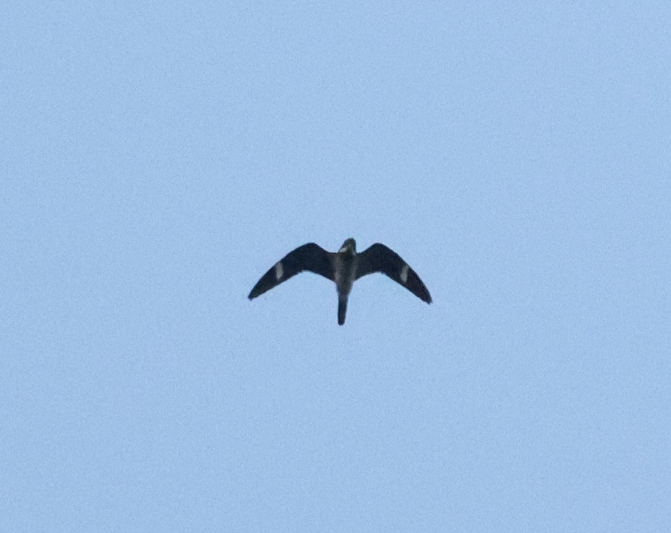 Common Nighthawk - ML640841763