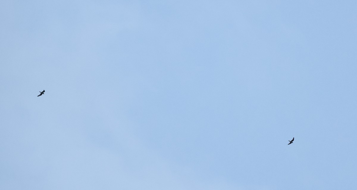 Common Nighthawk - ML640841764