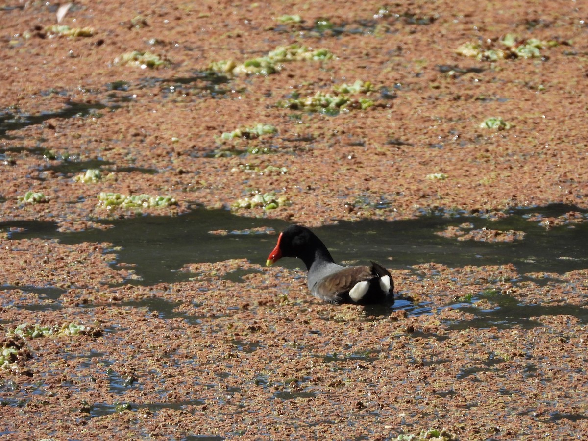 Common Gallinule - ML640841819